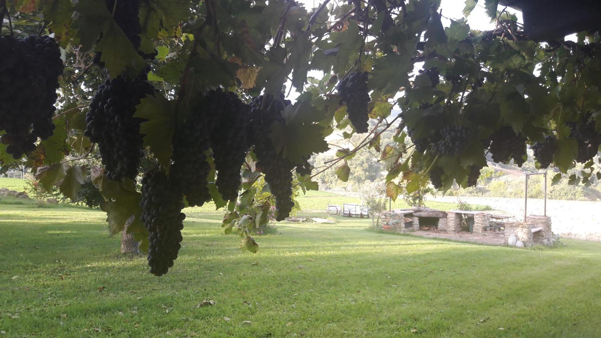 Le Bumbarelle Bed & Breakfast Tavoleto Bagian luar foto